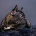 Мерсе-female-french-bulldog-puppy-for-sale-1 (5)
