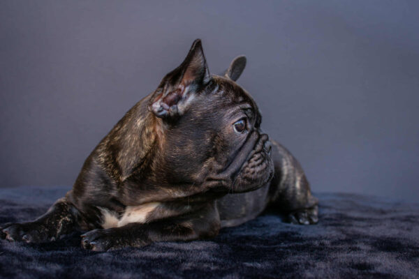 Мерсе French Bulldog