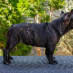 Мерсе-female-french-bulldog-puppy-for-sale-1 (6)