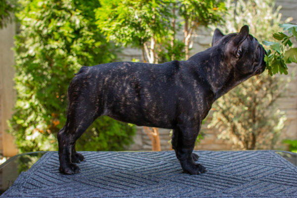 Мерсе French Bulldog