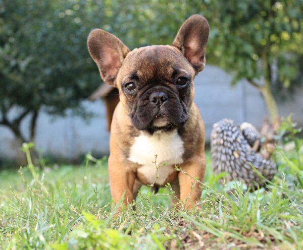 Winston French Bulldog