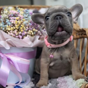Max Big Rope French Bulldog