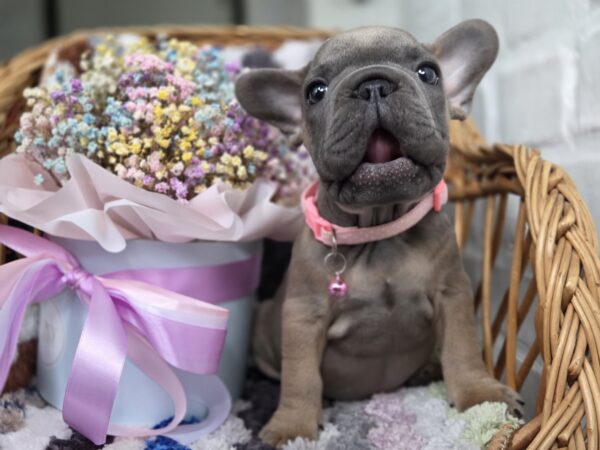 Max Big Rope French Bulldog