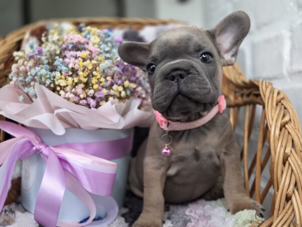 Max Big Rope French Bulldog