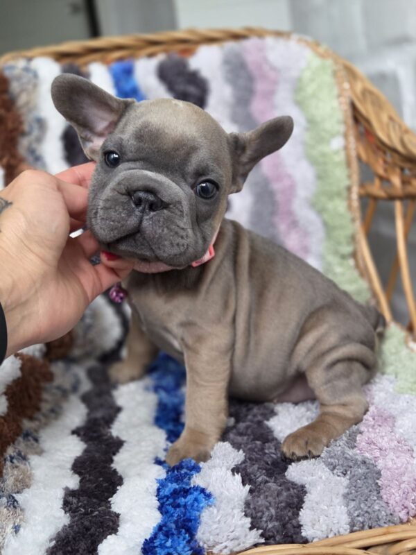 Max Big Rope French Bulldog