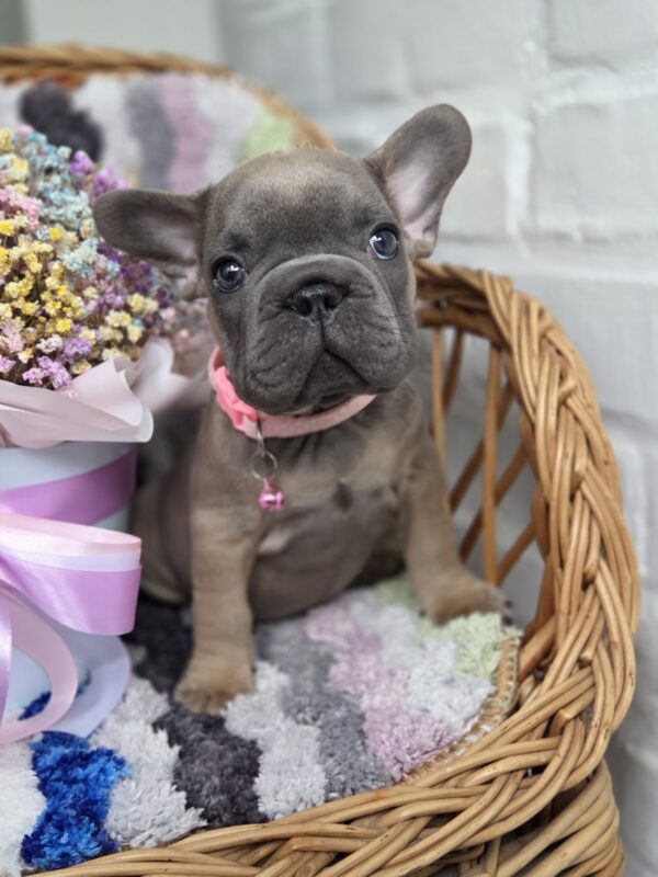 Max Big Rope French Bulldog
