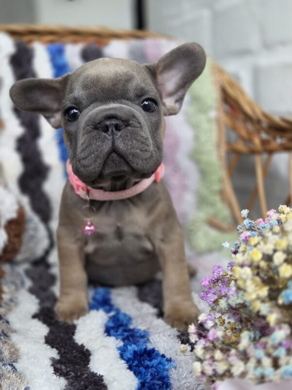 Max Big Rope French Bulldog