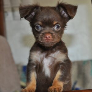 Adele Chihuahua
