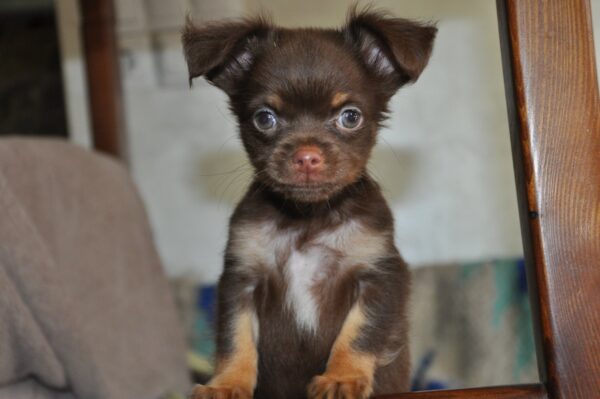 Adele Chihuahua