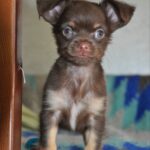 Adele-female-chihuahua-puppy-for-sale-1 (2)