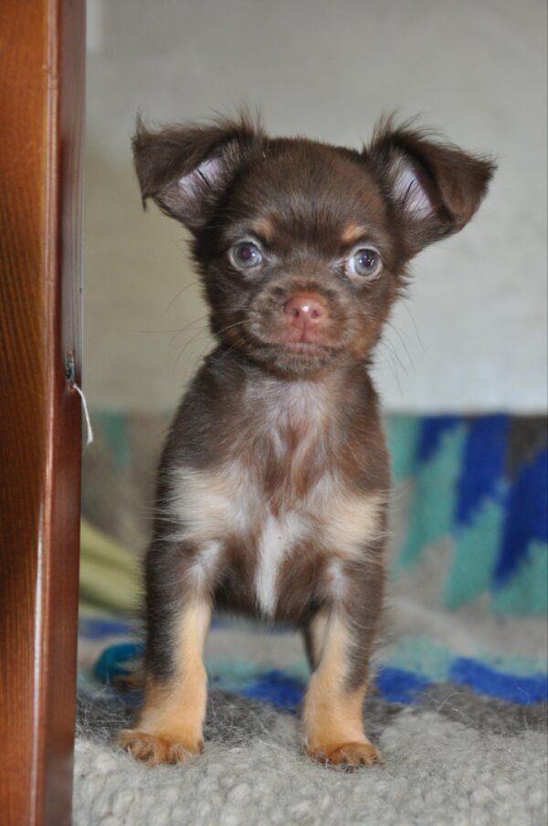 Adele Chihuahua