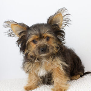 Aldo Yorkshire Terrier