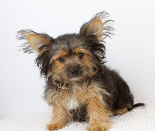 Aldo Yorkshire Terrier