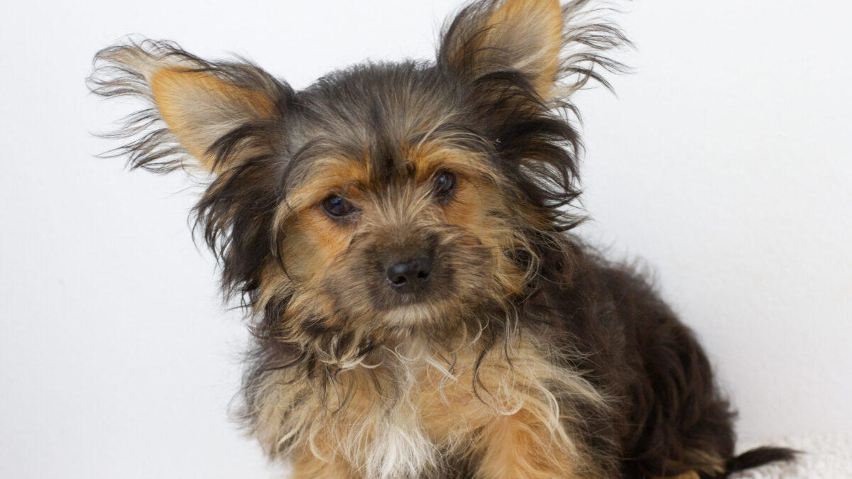 Yorkshire Terrier Dogs and Puppies for sale