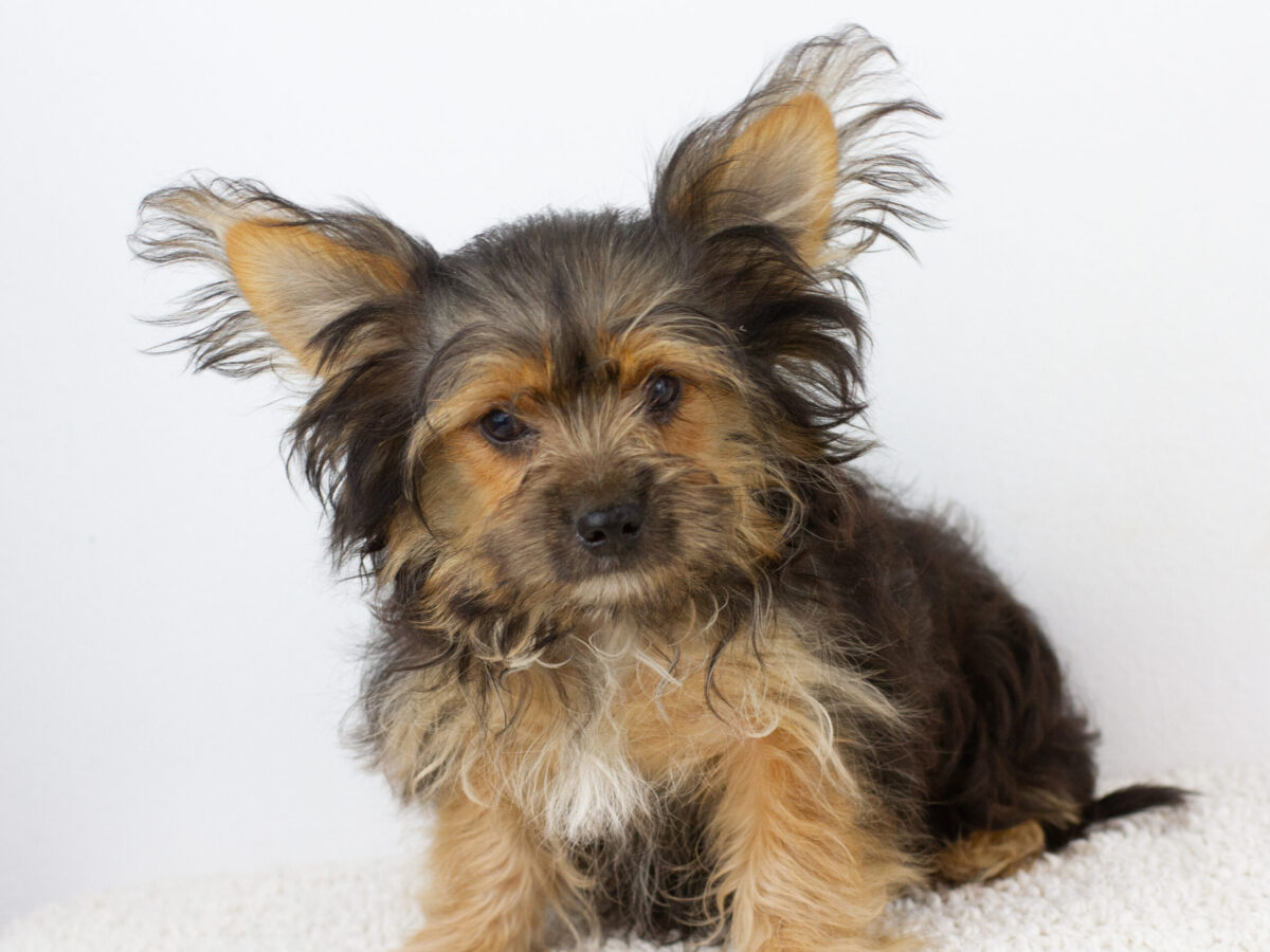 Yorkshire Terrier Dogs and Puppies for sale