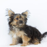 Aldo-male-Yorkshire-Terrier-puppy-for-sale-1 (2)