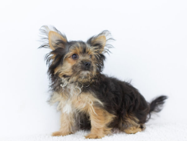 Aldo Yorkshire Terrier