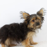 Aldo-male-Yorkshire-Terrier-puppy-for-sale-1 (3)