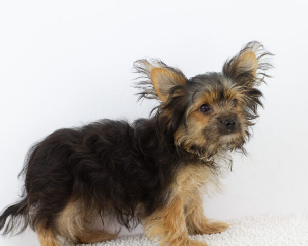 Aldo Yorkshire Terrier
