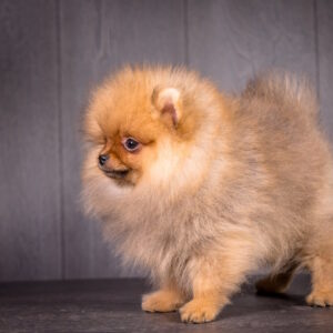 Aldo Pomeranian