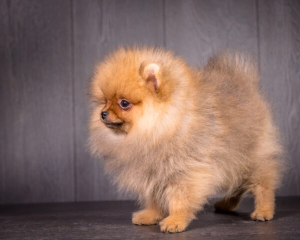 Aldo Pomeranian