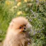 Aldo-male-pomeranian-puppy-for-sale-1 (2)