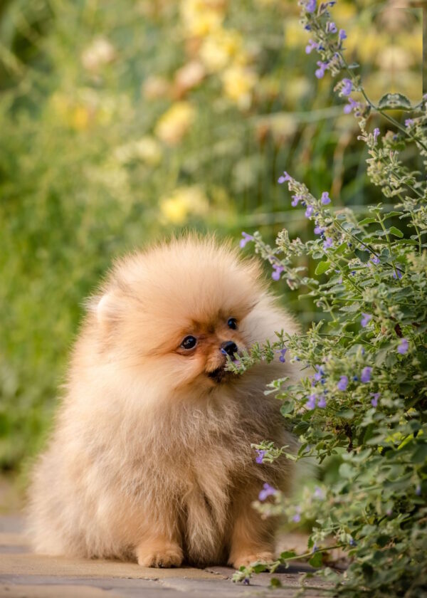 Aldo Pomeranian
