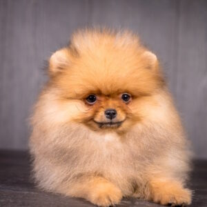 Aldo Pomeranian