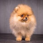 Aldo-male-pomeranian-puppy-for-sale-1 (4)
