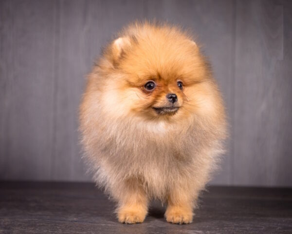 Aldo Pomeranian