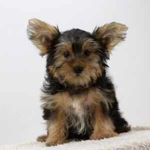 Alex Yorkshire Terrier