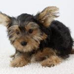 Alex-male-Yorkshire-Terrier-puppy-for-sale-1 (2)