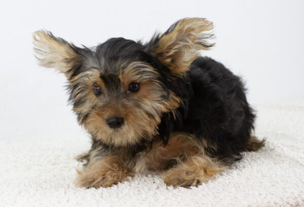 Alex Yorkshire Terrier