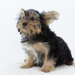 Alex-male-Yorkshire-Terrier-puppy-for-sale-1 (3)