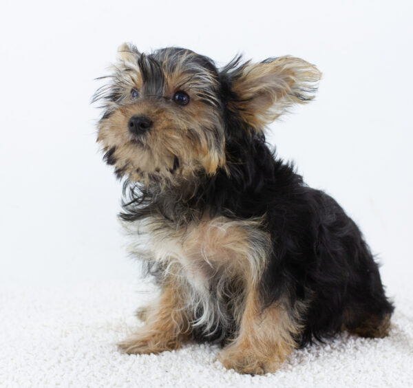 Alex Yorkshire Terrier