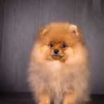 Alex-male-pomeranian-puppy-for-sale-1 (1)