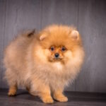 Alex-male-pomeranian-puppy-for-sale-1 (3)