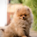 Aldo Pomeranian