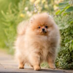 Alex-male-pomeranian-puppy-for-sale-1 (5)