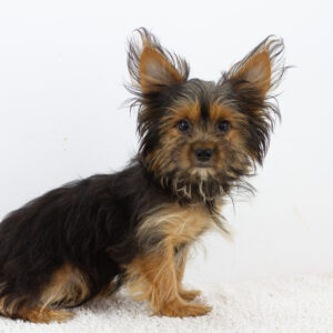 Alf Yorkshire Terrier