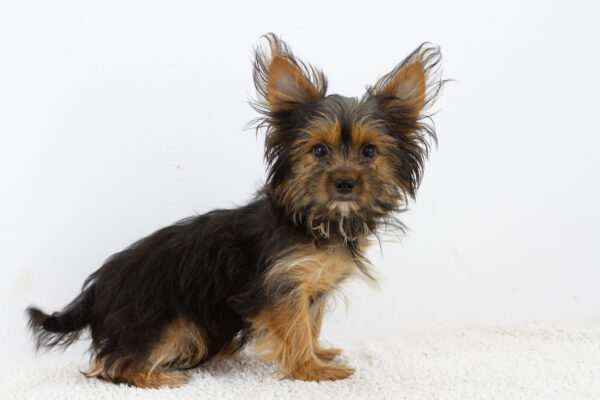 Alf Yorkshire Terrier
