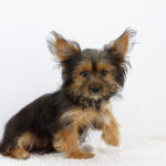 Alf-male-Yorkshire-Terrier-puppy-for-sale-1 (2)