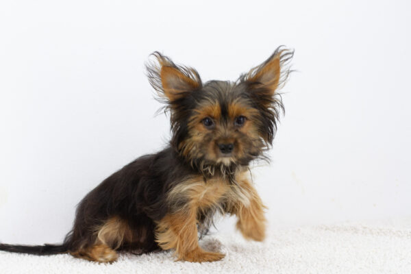 Alf Yorkshire Terrier