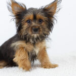 Alf-male-Yorkshire-Terrier-puppy-for-sale-1 (3)