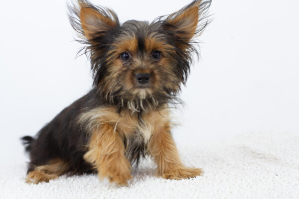 Alf Yorkshire Terrier