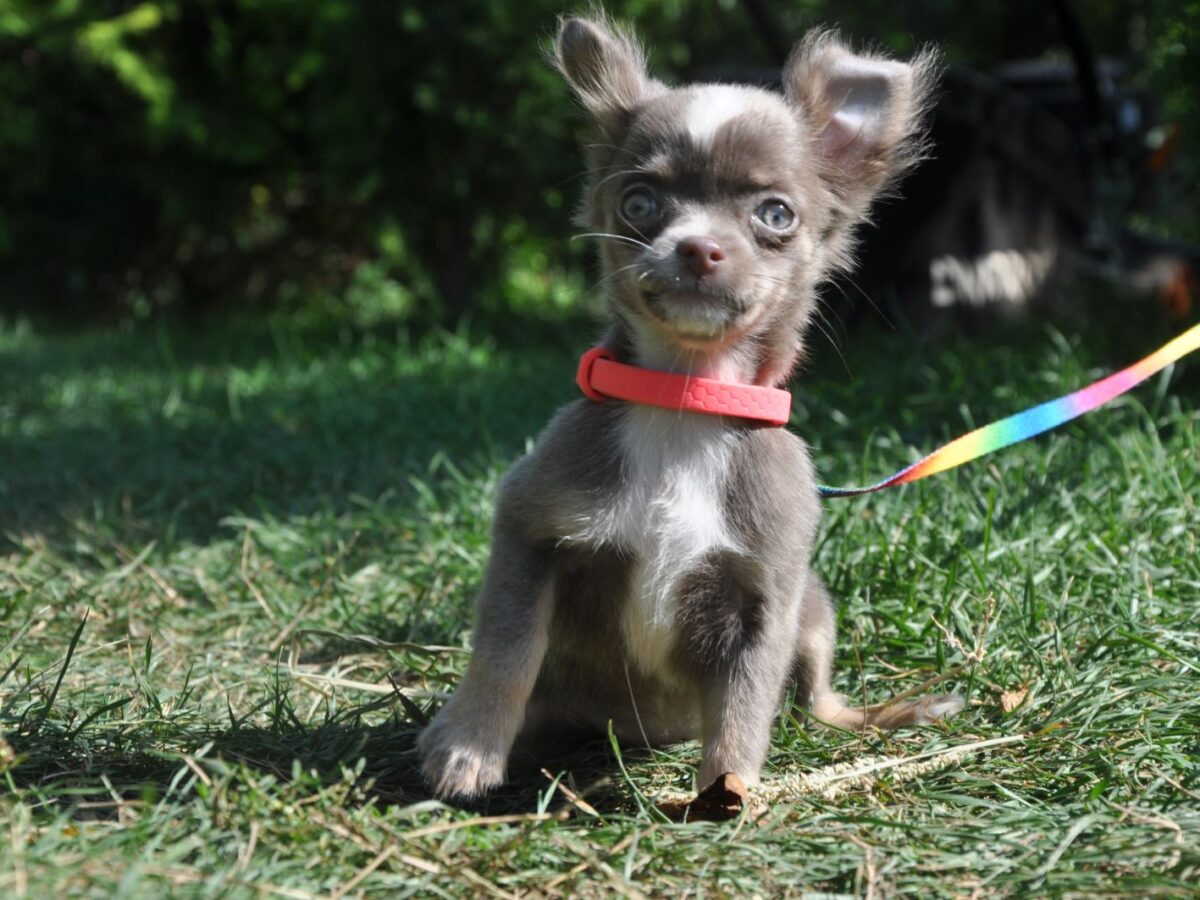 Haired Chihuahua Gumtree Chihuahua Dogs For Sale Female Chihuahua