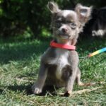 Alicia-female-chihuahua-puppy-for-sale-1 (1)