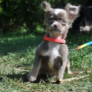 Alicia Chihuahua