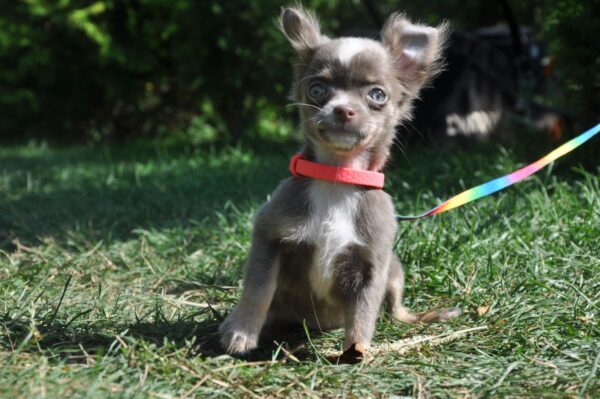 Alicia Chihuahua