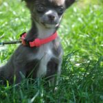 Alicia-female-chihuahua-puppy-for-sale-1 (2)